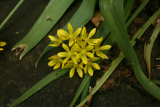 Allium moly RCP6-2014 041.JPG